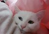 하얀고양이 루비 >.<