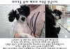 한달에 3번이나 버려진 파티푸들 해리의 입양처를 찾습니다