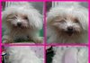 추가/유기견 분양합니다 말티 여아