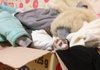 귀염둥이 페럿 뽀야 ~~~~!!!!!