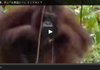 창녀촌의 오랑우탄