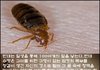 혐) 엽기적인 짝짓기 하는 빈대