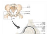 골반보고 고관절이라 헛소리하는 인간들 필독