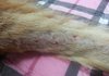 혐오)고양이 꼬드름 봐주세요ㅠ