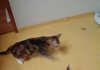 현대판 개와 고양이 일상생활
