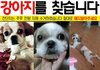 강아지를 찾습니다 시츄 암컷