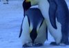 꽁꽁 얼어버린 새끼 펭귄ㅠㅠ