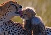 애정 넘치는 새끼와 어미 동물