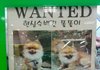 복날에도 살아남을 견 甲