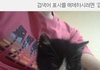 우리집 고양이를 소개합니다.