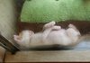 행복한 38마리 고양이 이야기