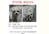 [인천] 강아지를 찾습니다.