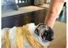강아지를 택배로 보냄;