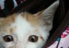 자꾸 깨문다고 좀전에 글올렸던 냥이 사진욤 