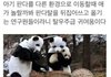 아기팬더는 소중하니까.jpg