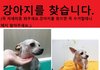 10년 넘게 키운 가족같은 강아지를 잃어버렸어요..