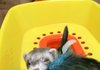 갑순이 만득이 뽀야의 일상