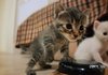 껌둥이 분양되던날 #2