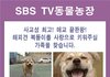 SBS TV동물농장에서 복돌이의 새 가족을 찾습니다!