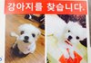 정말 소중한 마르티즈 강아지를 잃어버렸습니다!