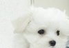 얘 말티즈 맞나요???