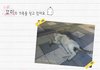 발라당쟁이 요조숙녀 꼬미가 사랑으로 품어주실 집사님을 기다립니다..