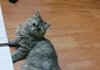 이 고양이 종류가 뭔가요??