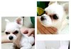 (사진있음)강아지 유기하고 가버린 아저씨 신고하게 도와주세요!!