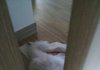 빵꼬네 4