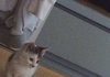 갈곳없는 모카의 가족이 되어주세요ㅠㅠ