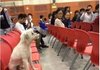 중국에서 강의 듣던 열공하는 개 맞아 죽어.