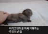 마사지에 기분 좋은 아기고양이
