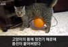 처음 겪는 정전기에 당황한 고양이
