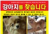 가족같은 아이에요 제발 연락부탁드립니다. 