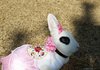 우리집 이쁜이 토끼 코코입니다~^.^~