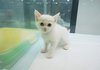 터키쉬앙고라분양 !!!!!