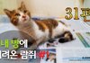 31~33편 - 내 방에 데려온 길고양이 람쥐[시즌1 완결]