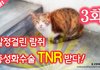 3화 - 발정걸린 길고양이 람쥐 중성화수술 TNR 받다ㅠㅠ_시즌2