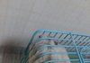 햄스터가 이상함