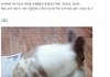 토끼가 임신을 못한 이유