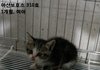 새삶을 살게된 아기냥이..그리고 남겨진 불쌍한 아이들ㅠㅠ 철장에서 나갈수 있는 방법은 임보,입양뿐이예요