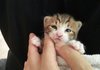 아기 고양이 키우는 판남,녀 있음???