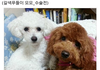 의료사고_송파구xxx동물병원