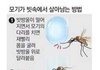 모기가 빗속에서 살아남는 방법