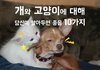 개와 고양이에 대해 당신이 알아두면 좋을 10가지