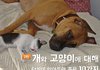 [2탄] 개와 고양이에 대해 당신이 알아두면 좋을 10가지