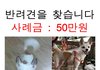 사례금 50만원. 수원 믹스견