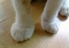 글러브 낀 것 같은 고양이 발