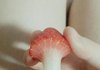 +)너네 딸기버섯이라고 알아??