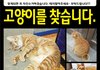고양이를 찾습니다. 제발 도와주세요.